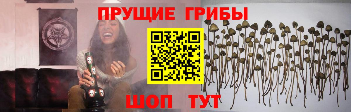 Галлюциногенные грибы прущие грибы Чистополь